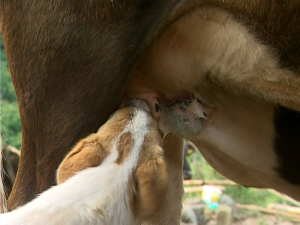 куче и крава