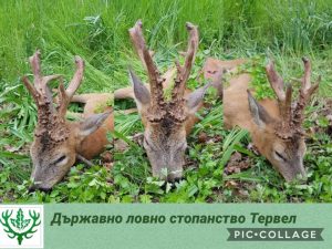 рекорд сръндак