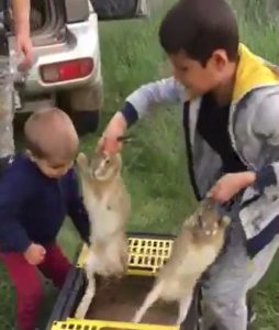 разселване зайци разград
