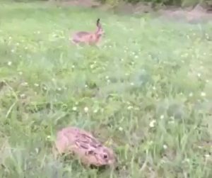 разселване зайци разград