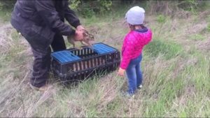 разселване зайци разград