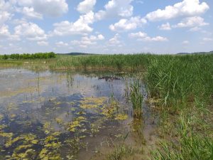 разселване сливен
