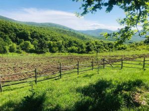 дивечови ниви хасково