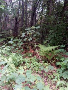 малки сърнички