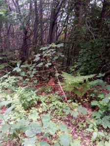 малки сърнички