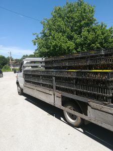 разразселване горна оряховица