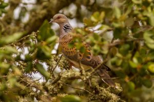 ек решава за гургулиците