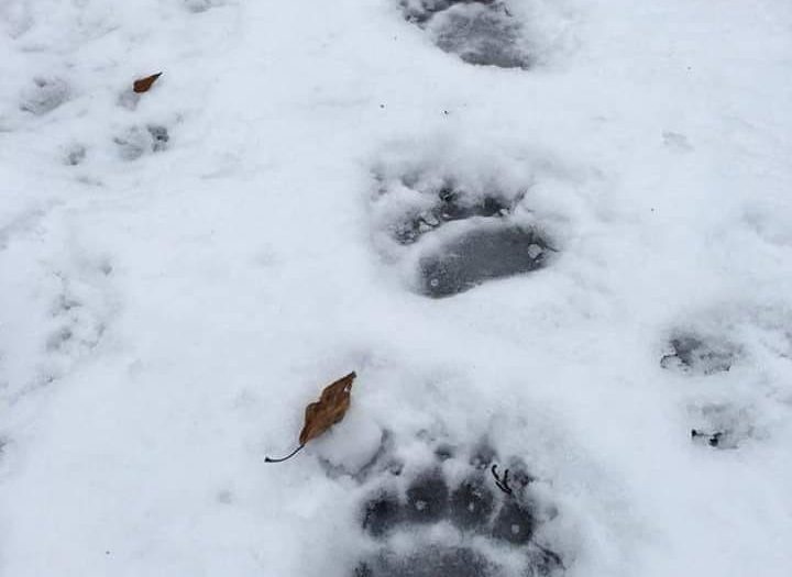 велико търново мечки