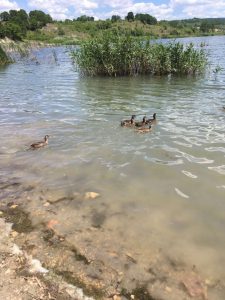 разселване шумен