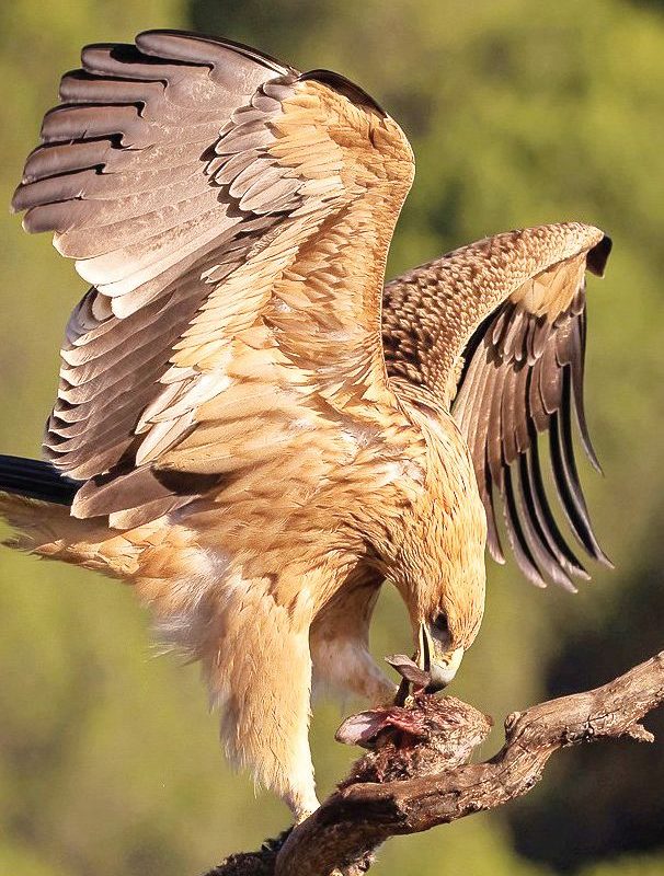 животински видове