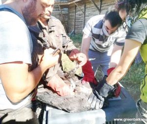 черни лешояда