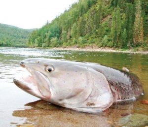 русия таймена