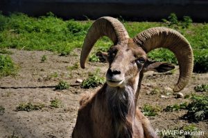 трофеен лов