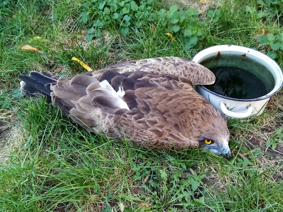 мосомище орел