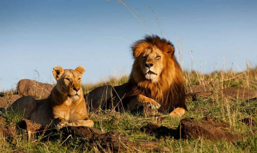 трофеен лов - лъв