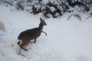 апп спаси сърничка