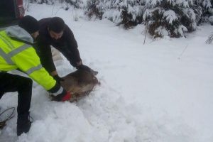 апп спаси сърничка