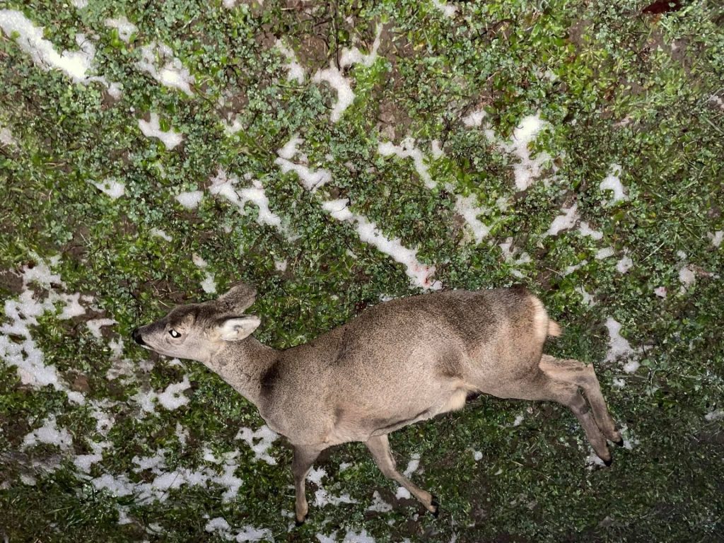 бракониери кисьовци
