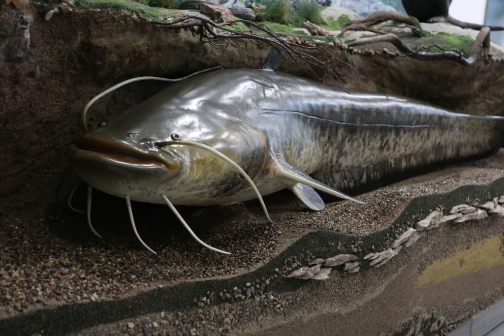 девин център