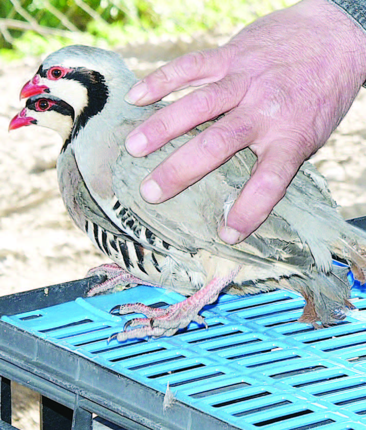 разселване