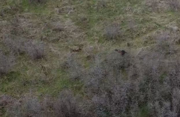 карнобат чакала