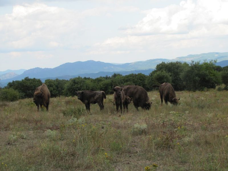 зубри Воден-Ири Хисар