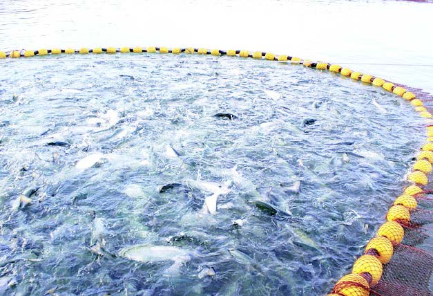 аквакултури пандемия