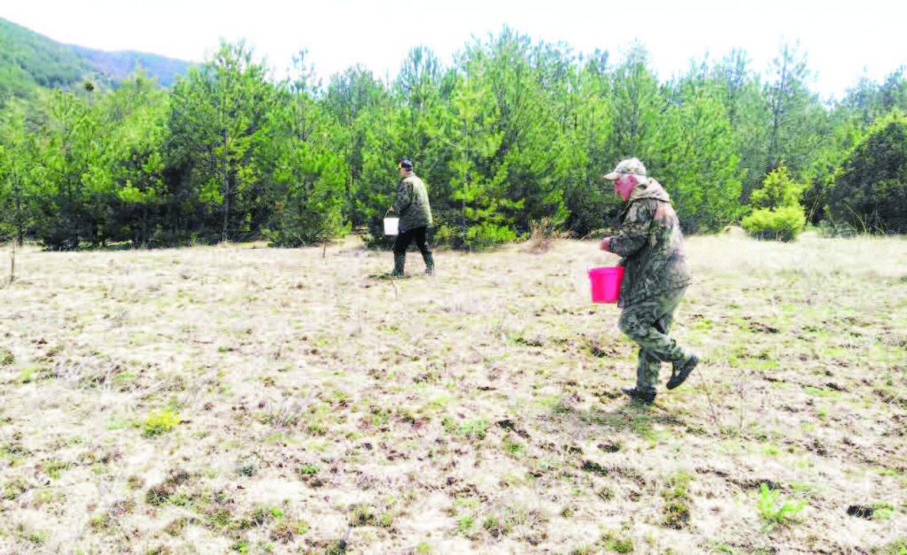 дивечовите ниви