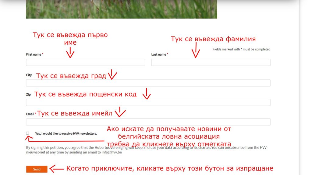 белгия яребица