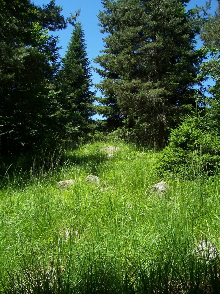 шведът гори