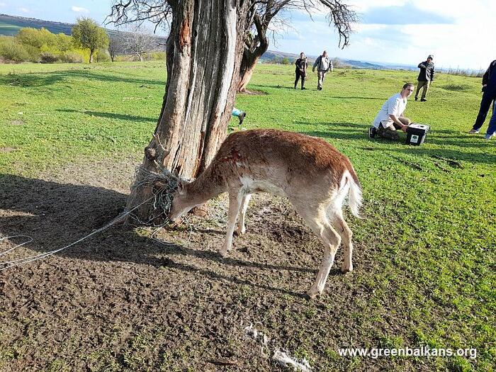 студенти лопатар
