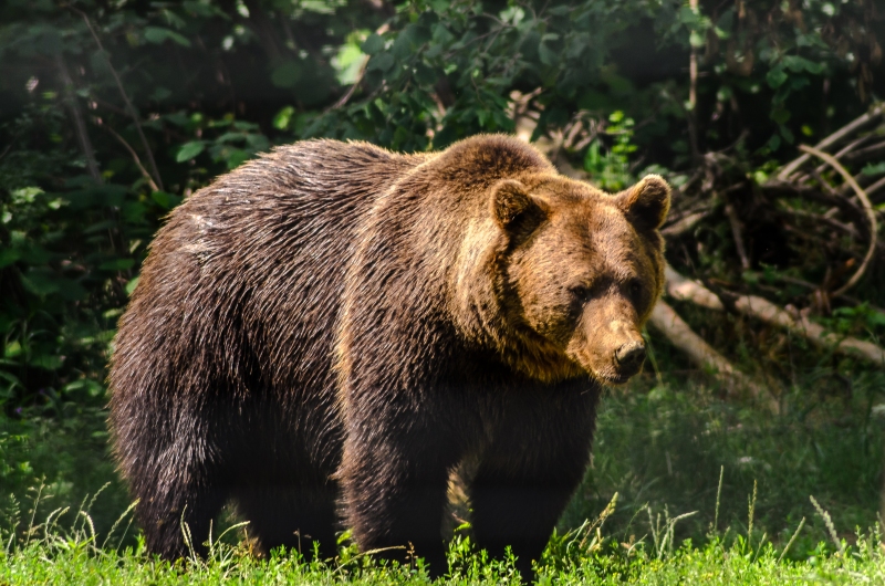 едрите хищници