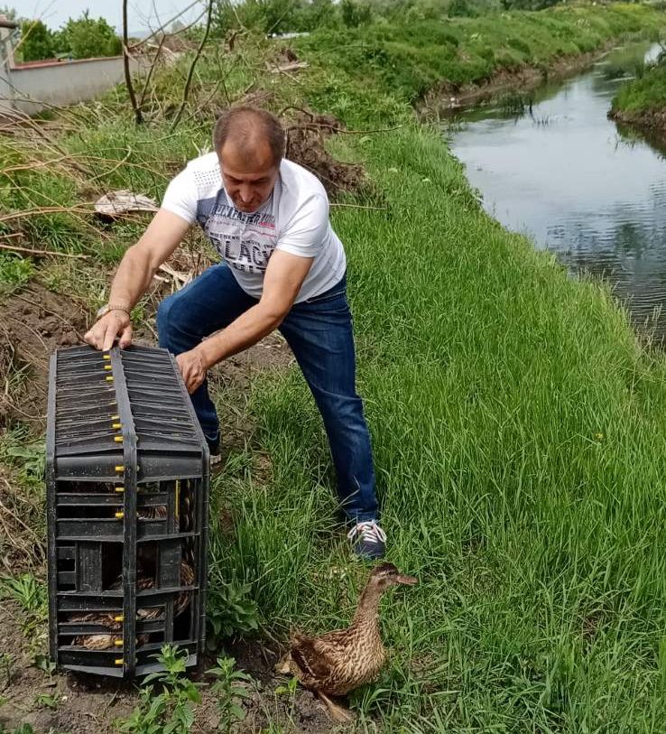 софия запад патици