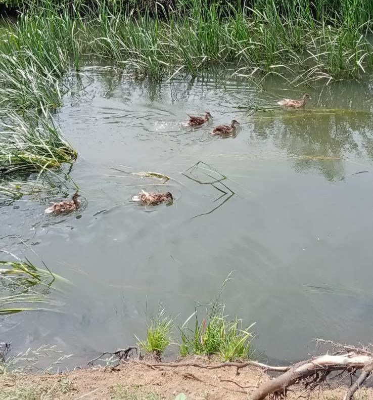 софия запад патици