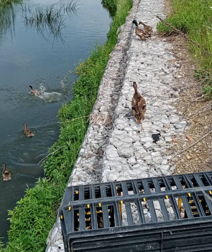 софия запад патици