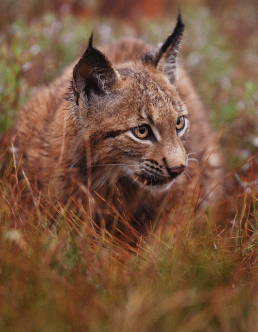 едрите хищници