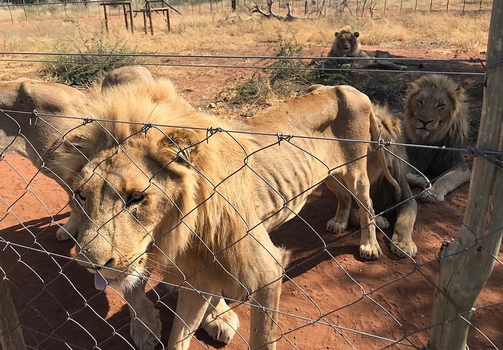 руската федерация