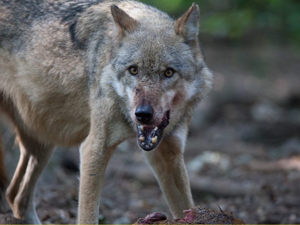 едрите хищници