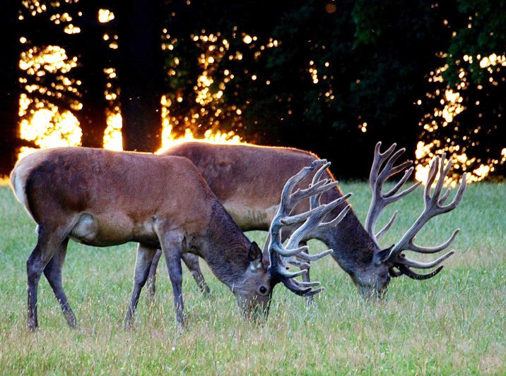 Иван Иванов