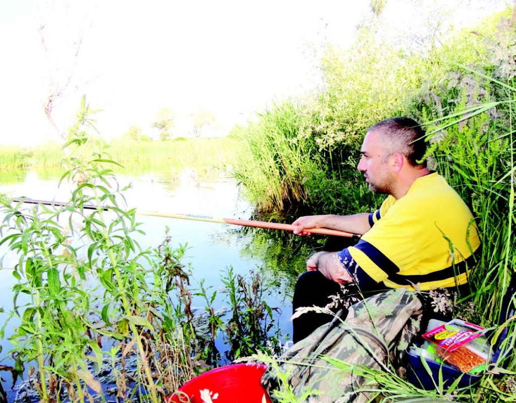 риби дървета