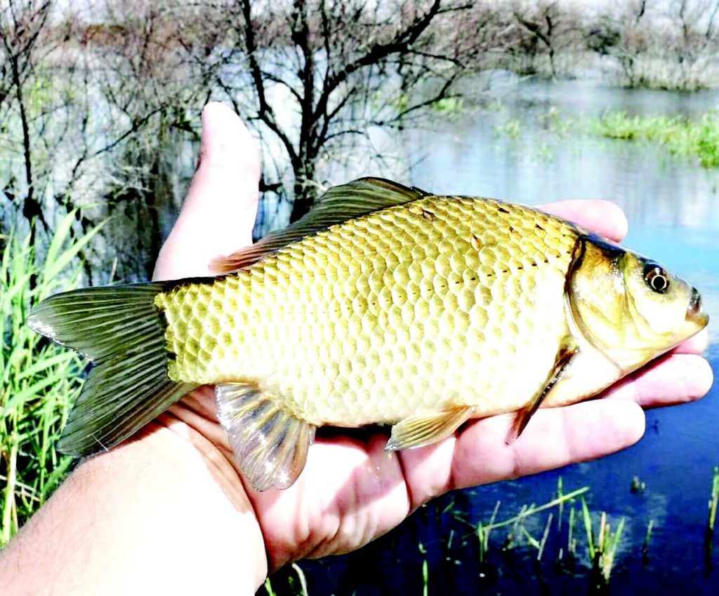 риби дървета