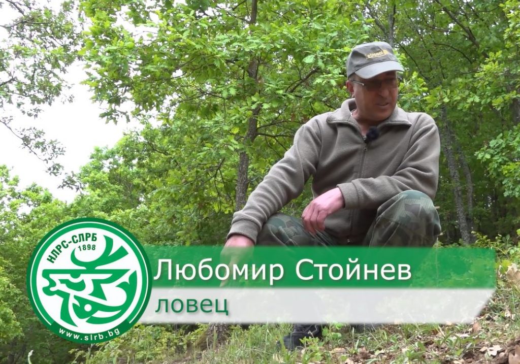 кюстендил дива свиня
