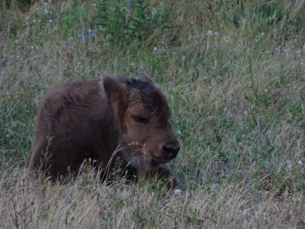 зубърче родопи