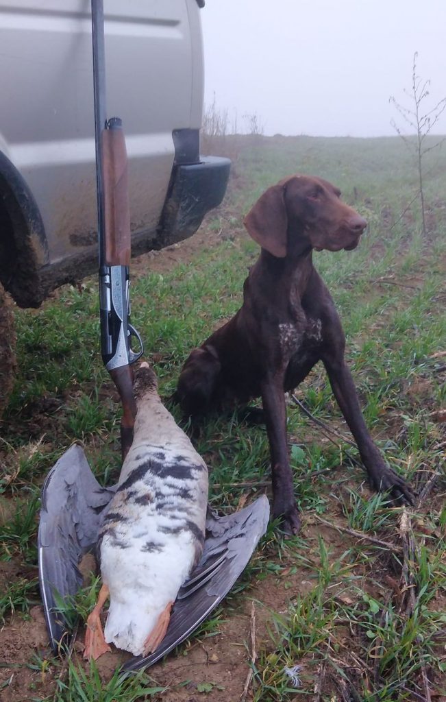 силистра дивеч