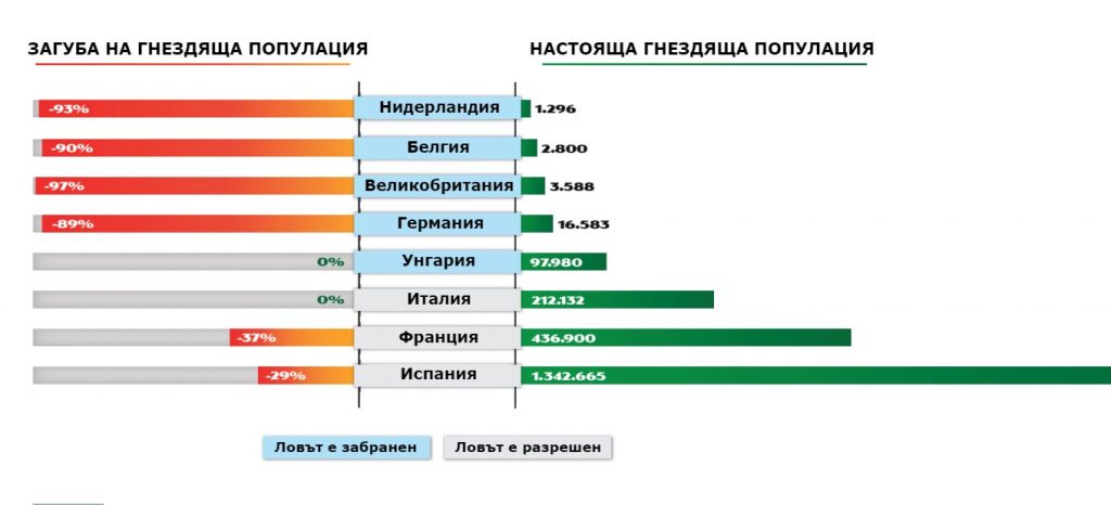 гургулицата face