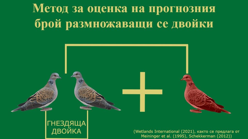 гургулицата face