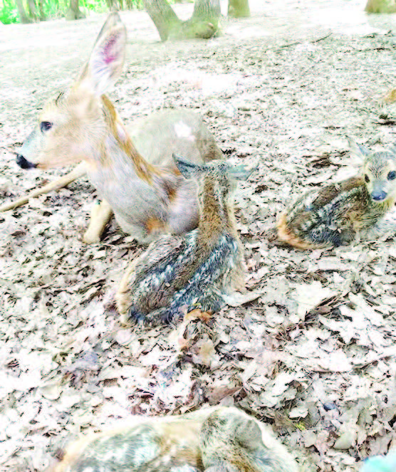 кърлежи сърните