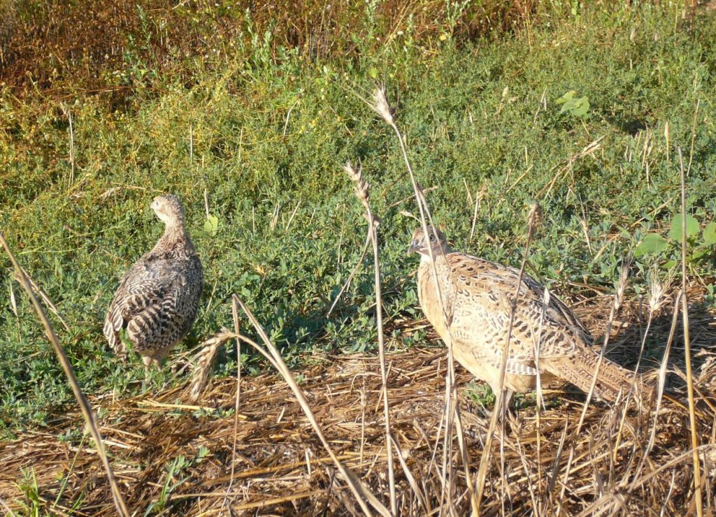 разселване монтана в 36 дружини