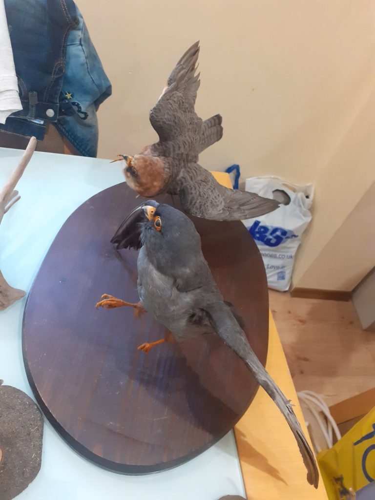 бракониер застрашени видове