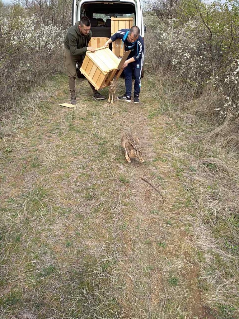 диви зайци внос производство